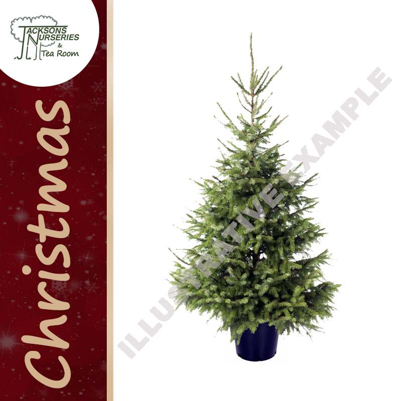 Serbian Spruce Christmas tree
